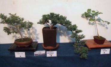 &ldquo;Casa de la Cultura&rdquo;: Hoy y ma&ntilde;ana se realiza la &ldquo;Expo Bonsai 2015&rdquo;