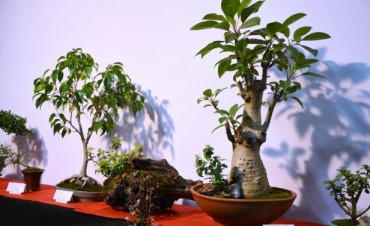 &ldquo;Campana, Ciudad del Bonsai&rdquo; realiz&oacute; su tradicional Muestra Anual