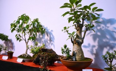 El Taller Municipal de Bonsai realiz&oacute; su Muestra Anual