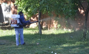 El Municipio lleva adelante operativos de fumigaci&oacute;n contra la &ldquo;gata peluda&rdquo;
