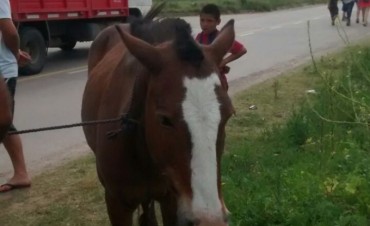 A pedido del Intendente, el Comando de Patrullas Rural realiz&oacute; un operativo para retirar animales sueltos 