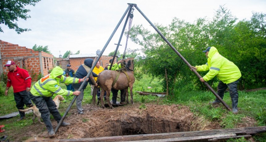  Rescatan a un caballo que se cay&oacute; un pozo