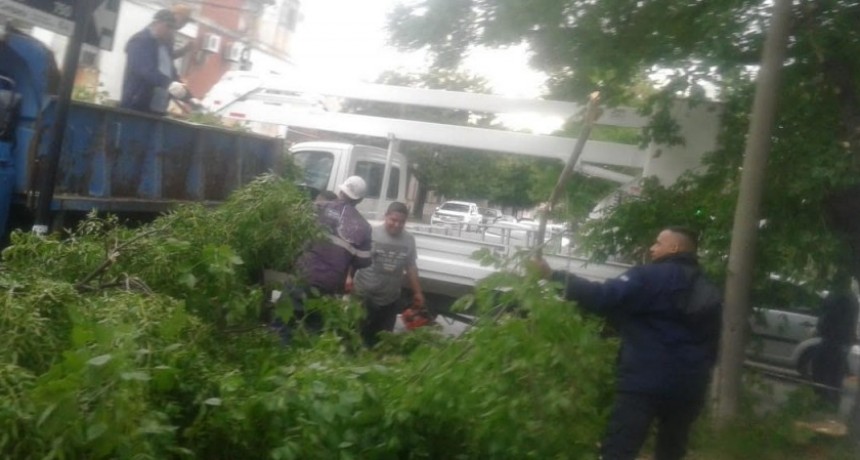 El Municipio retir&oacute; un frondoso &aacute;rbol que cay&oacute; sobre la vereda