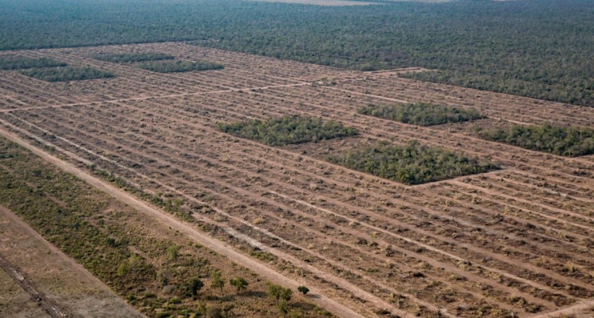 Durante la cuarentena se deforestaron casi 50.000 hectáreas   