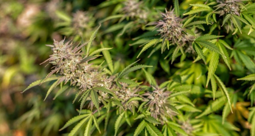  NUEVA REGLAMENTACIÓN DE LA LEY NACIONAL DE USO MEDICINAL DE CANNABIS   