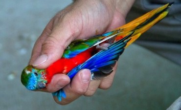 Fundaci&oacute;n Temaik�n liber&oacute; m&aacute;s de 120 aves aut&oacute;ctonas provenientes del tr&aacute;fico ilegal de fauna