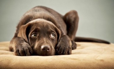 Recomendaciones para cuidar a nuestras mascotas Tenencia Responsable en las fiestas