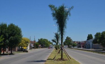 Embellecen la Avenida 6 de Julio con palmeras Pind&oacute;