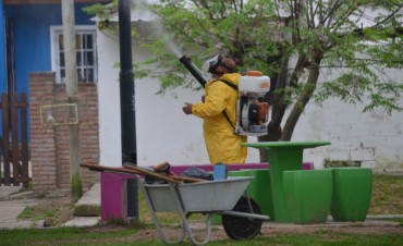 Refuerzan las tareas de fumigaci&oacute;n contra las &ldquo;gatas peludas&rdquo; 