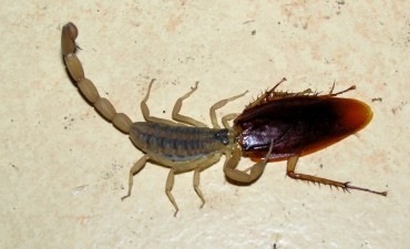 Como prevenir la picadura de alacranes