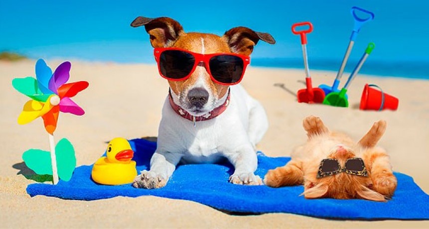 Bienestar animal :  CALOR, VACACIONES, FIESTAS