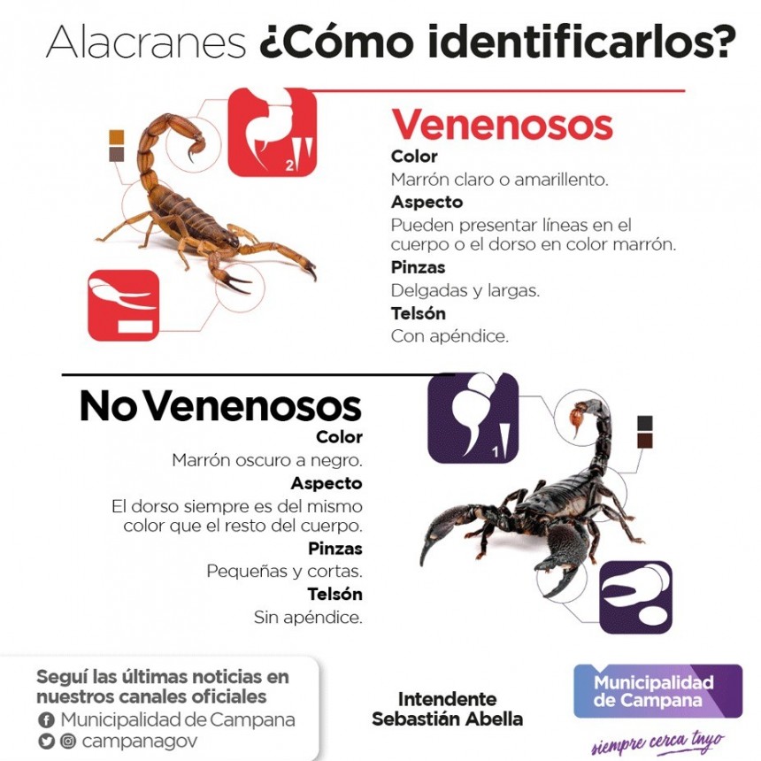Recomendaciones frente a la presencia o picadura de alacranes