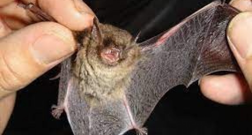Encuentran un murciélago positivo de Rabia
