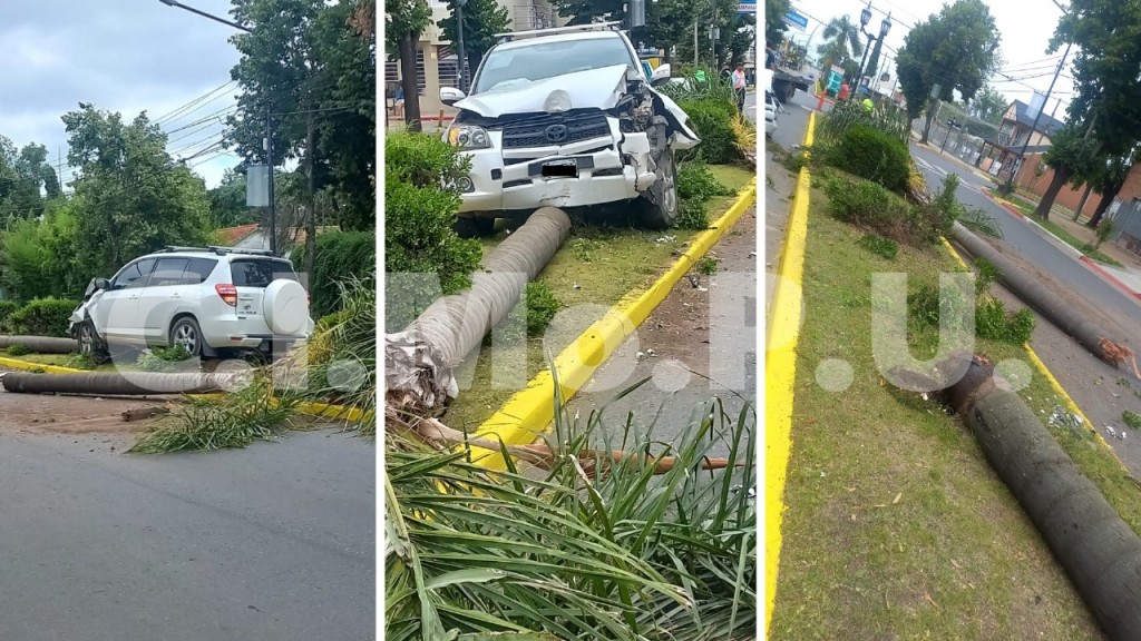 Un conductor alcoholizado derribó palmeras en la avenida Varela